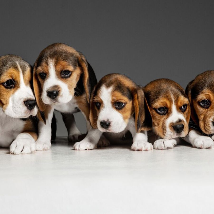 pueden un beagle y un labrador retriever ser amigos