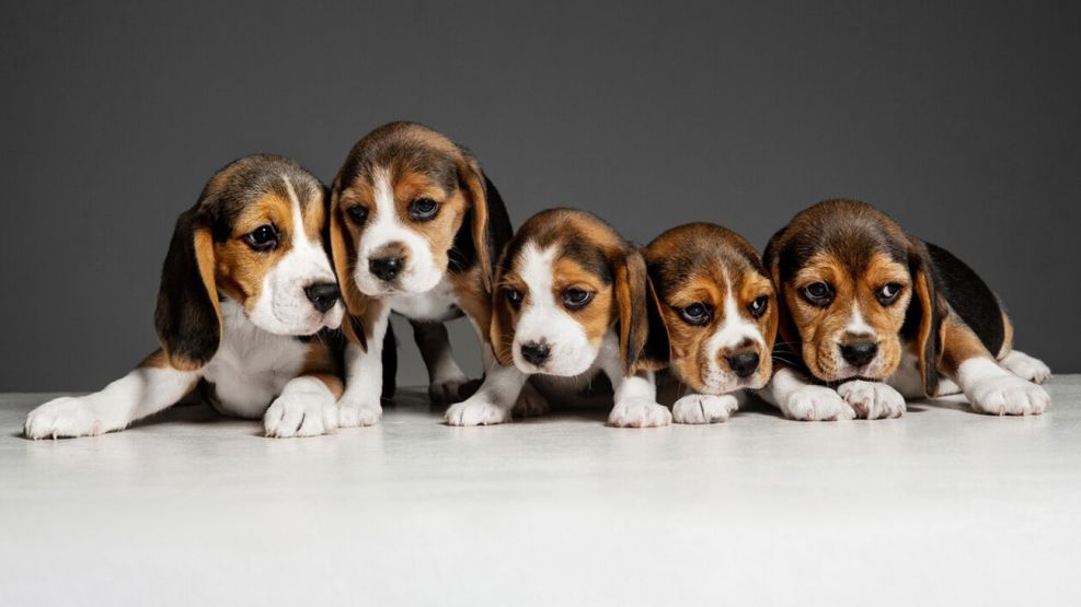 Razas labradores y beagles