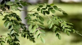 Moringa