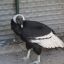 Condor 1