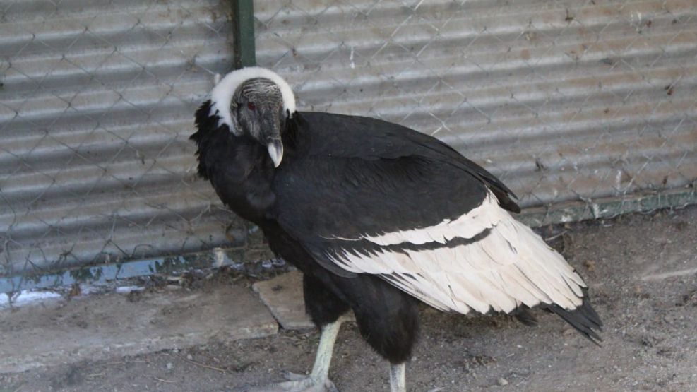 Condor 1