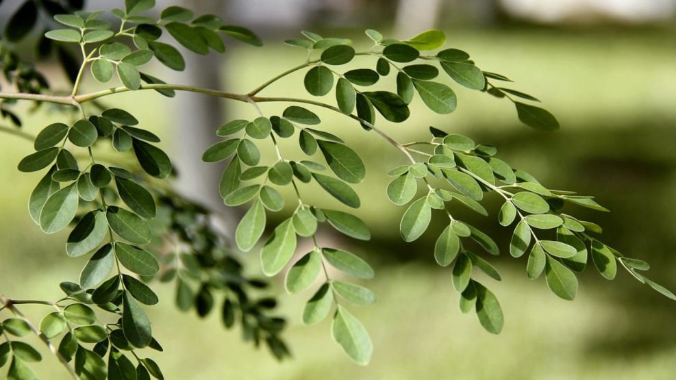 Moringa