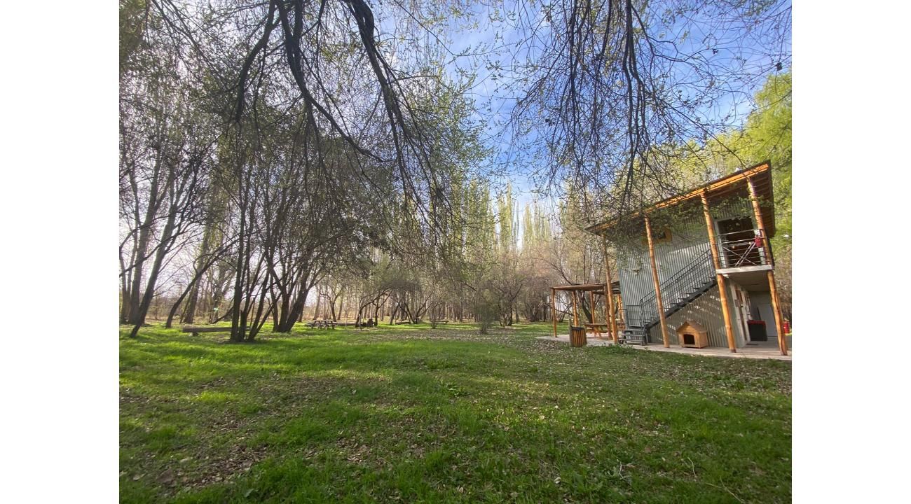 Descubre la Sanación Cuántica con los Árboles de la Patagonia: Un Retiro Único en Argentina