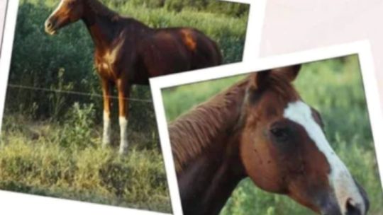 Córdoba: denuncian que se roban caballos de un espacio terapéutico para niños y que los faenan