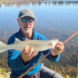 Dio mucho mejor resultado usar anzuelos pequeños, número 3 a 5, encarnados con mojarras pequeñas, que anzuelos grandes tipo 1 o 1/0 encarnados con mojarras grandes. 