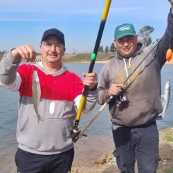 Dio mucho mejor resultado usar anzuelos pequeños, número 3 a 5, encarnados con mojarras pequeñas, que anzuelos grandes tipo 1 o 1/0 encarnados con mojarras grandes. 