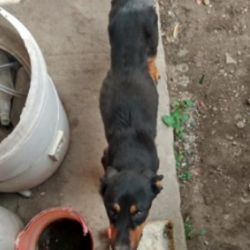 Mahal fue rescatado de un patio donde estaba siendo maltratado por su dueño.