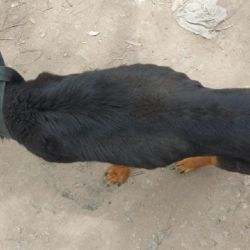 Mahal había llegado a APRANI con menos 15 kilos de peso.