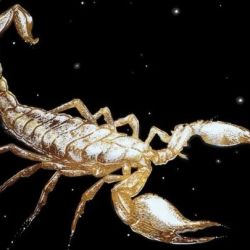 La Lógica del Escorpión