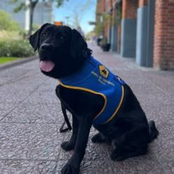 El objetivo es encontrar hogares que puedan acoger cachorros, preparándolos para ser perros de asistencia.
