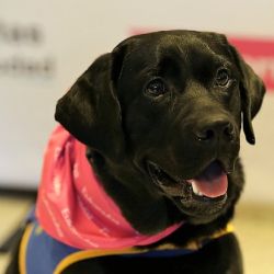 Los cachorros son seleccionados a los 40 días y tienen que tener determinadas características como ser sociables, predispuestos a la interacción con las personas, equilibrados y estar en contacto con seres humanos.
