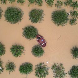 Esta vista aérea muestra a un hombre retirando basura de un campo de duraznos sumergido en Hanoi, mientras las fuertes lluvias posteriores al tifón Yagi provocaron inundaciones en el norte de Vietnam. | Foto:NHAC NGUYEN / AFP