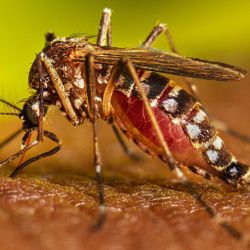 Dengue | Foto:CEDOC