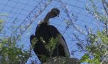 La hembra de cóndor andino rescatada en San Luis ya está en el bioparque Temaikén