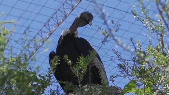 La hembra de cóndor andino rescatada en San Luis ya está en el bioparque Temaikén