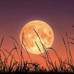 La próxima Superluna de la Cosecha será el 22 de septiembre de 2025.
