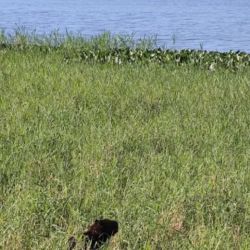 Los carpinchos se apoderaron de la costa de Villa Cabello.