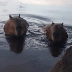 Son la atracción de quienes caminan la Costanera Oeste en la costa del arroyo Mártires