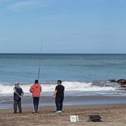 En su clásica migración de sur a norte, y transitando mediados de septiembre, la presencia del pez elefante en la costa creció significativamente.