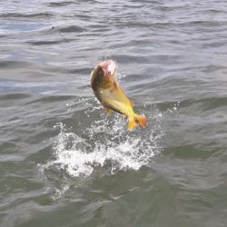 Con carnada a la deriva, en las puntas de las piedras se dieron buenas capturas, en un contexto de pesca difícil. 