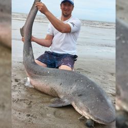 Todos los grandes tiburones costeros como el escalandrún, bacota, gatopardo, cazón y el martillo, están considerados dentro del grupo de peces de “pesca dirigida con reserva”, por lo que la reglamentación vigente en la provincia de Buenos Aires exige su inmediata devolución al mar, sin excepción.