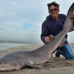 Todos los grandes tiburones costeros como el escalandrún, bacota, gatopardo, cazón y el martillo, están considerados dentro del grupo de peces de “pesca dirigida con reserva”, por lo que la reglamentación vigente en la provincia de Buenos Aires exige su inmediata devolución al mar, sin excepción.