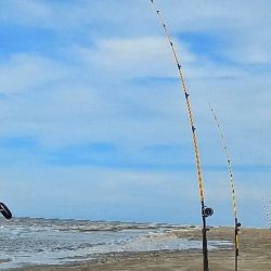 Todos los grandes tiburones costeros como el escalandrún, bacota, gatopardo, cazón y el martillo, están considerados dentro del grupo de peces de “pesca dirigida con reserva”, por lo que la reglamentación vigente en la provincia de Buenos Aires exige su inmediata devolución al mar, sin excepción.