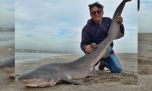 Tiburones: los más grandes ya están en la costa bonaerense