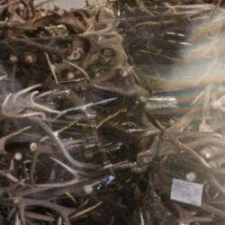 Las astas de ciervos estaban listas para su comercialización de manera clandestina.