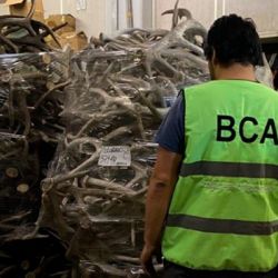 El operativo se desarrolló en conjunto entre la fuerza federal y Brigada de Control Ambiental. 