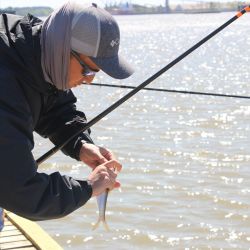 Sin ser una pesca abundante, fue buena la respuesta de las sardinas, atracción de estos tiempos en la zona.