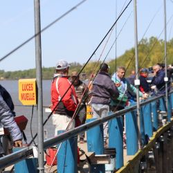 Sin ser una pesca abundante, fue buena la respuesta de las sardinas, atracción de estos tiempos en la zona.