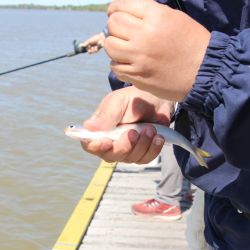 Sin ser una pesca abundante, fue buena la respuesta de las sardinas, atracción de estos tiempos en la zona.