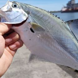 Referentes de la pesca de la zona indican que el episodio es algo normal en esta época ante la llegada de la palometa y atrás la corvina, aunque no suele darse en tanta cantidad.