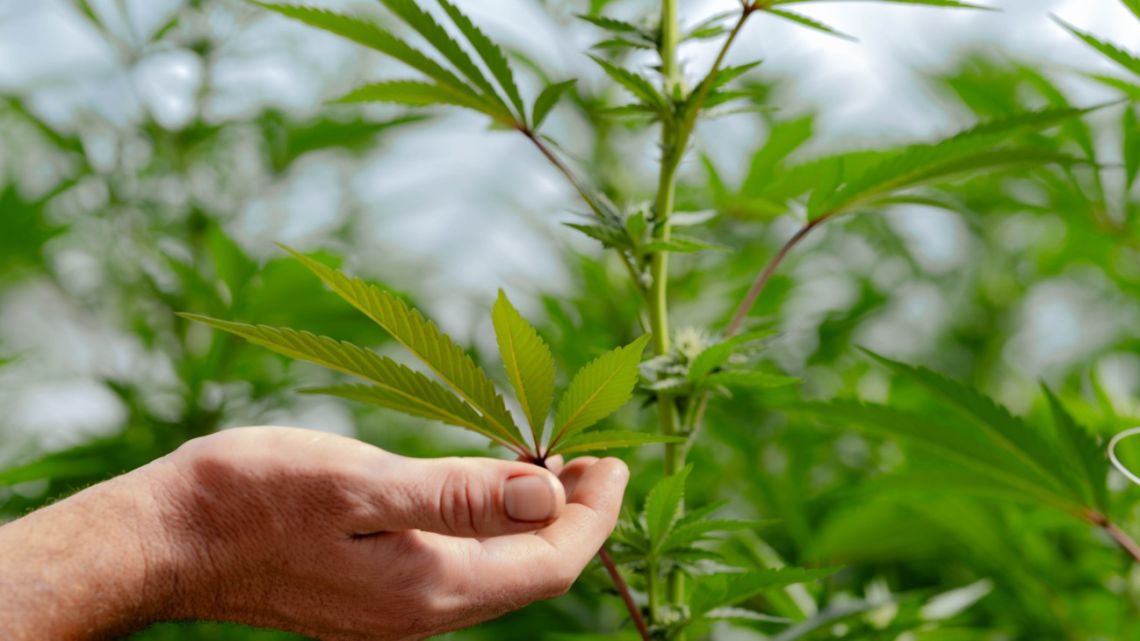 A cannabis farm in Willow Creek, California.