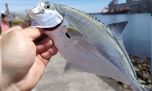 Palometas invadieron las playas de Quequén