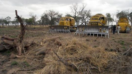 Denuncian que Santiago del Estero es la provincia con más bosques deforestados