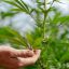 Pot companies are fleeing Uruguay, the first nation that legalised marijuana