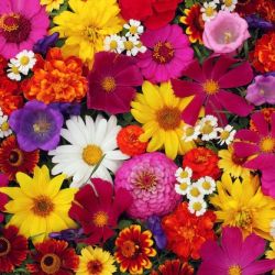 Flores