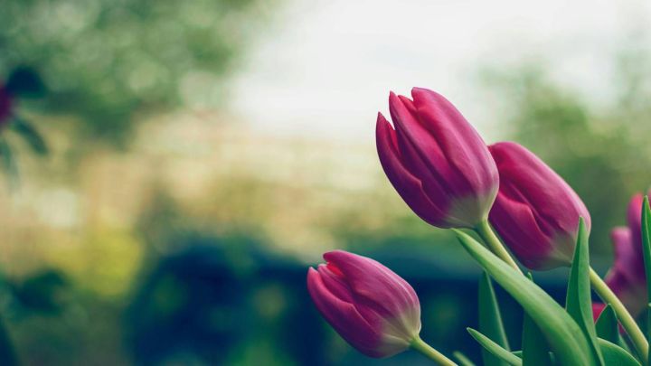 Primavera | Flores