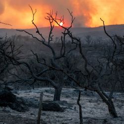 Árboles quemados durante un incendio forestal en Dolores, provincia de Córdoba, Argentina. | Foto:MARIO SAR / AFP