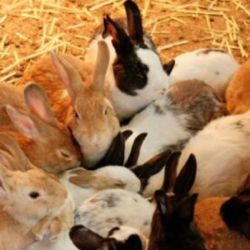 Se podrán importar hasta un máximo de 5 conejos por persona.