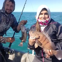 Los meros se mezclan con mucha variada, abunda la pescadilla, gatuzo, pez palo y gallo y se suman besugos colorados, salmones, brótolas y cazones.