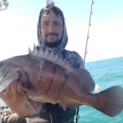 Los meros se mezclan con mucha variada, abunda la pescadilla, gatuzo, pez palo y gallo y se suman besugos colorados, salmones, brótolas y cazones.