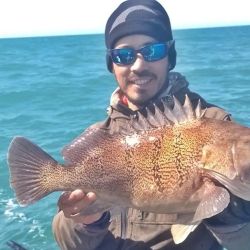 Los meros se mezclan con mucha variada, abunda la pescadilla, gatuzo, pez palo y gallo y se suman besugos colorados, salmones, brótolas y cazones.