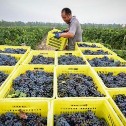 Imagen de un agricultor cargando uvas cosechadas en un viñedo en el pie oriental de la montaña Helan, en la región autónoma hui de Ningxia, en el noroeste de China. Con un clima seco y abundante sol, el pie oriental de la montaña Helan está considerado como una "zona dorada" para el cultivo de uva de vino y la producción de vino de alta gama. | Foto:Xinhua/Feng Kaihua