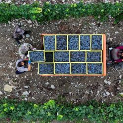 Vista aérea tomada con un dron de agricultores transportando uvas cosechadas en un viñedo en el pie oriental de la montaña Helan, en la región autónoma hui de Ningxia, en el noroeste de China. Con un clima seco y abundante sol, el pie oriental de la montaña Helan está considerado como una "zona dorada" para el cultivo de uva de vino y la producción de vino de alta gama. | Foto:Xinhua/Yang Zhisen