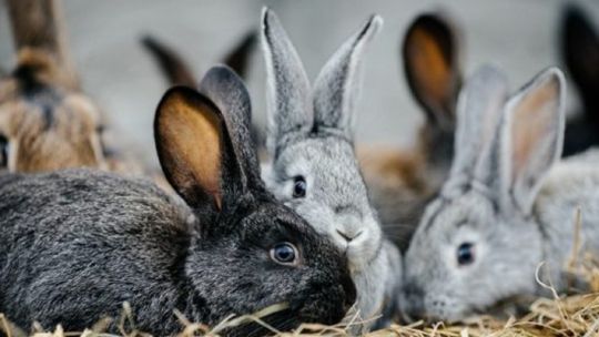 Autorizan la importación de conejos como mascotas domésticas