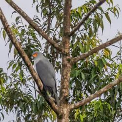 La especie se creía extinta desde hace 55 años en el mundo.