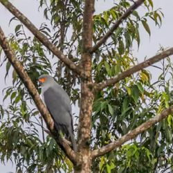 La reaparición del Azor de Nueva Bretaña reafirma la necesidad de proteger y preservar áreas natural